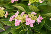 Hydrangea macrophylla 'You & Me Romance' ®