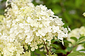 Hydrangea paniculata 'Bobo' ®