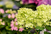 Hydrangea paniculata 'Little Lime' ® 