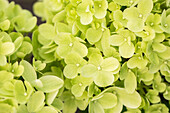 Hydrangea paniculata 'Little Lime' ®