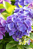 Hydrangea macrophylla 'Jip Blue'