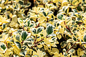 Ilex meserveae 'Casanova'(s)