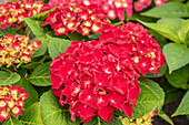 Hydrangea macrophylla 'Royal Red' ®
