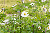 Anemone japonica 'Ruffled Swan'