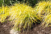 Carex elata 'Aurea'