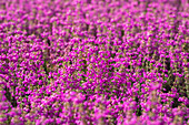 Erica cinerea 'Lila Fee' (Purple Fairy)