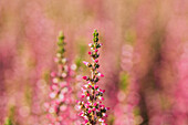 Calluna vulgaris 'Lena'