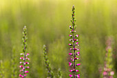 Calluna vulgaris 'Martina '