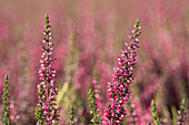 Calluna vulgaris 'Loki '