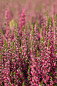 Calluna vulgaris 'Loki '