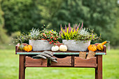 Planters in autumn - ambience