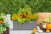 Balcony box in autumn - Ambiente