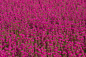 Erica cinerea 'Red leprechaun