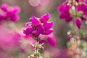 Erica cinerea 'P.s. Patrick'. Patrick'