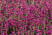 Erica cinerea 'P.s. Patrick'. Patrick'