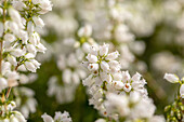 Erica cinerea 'Alba Major'