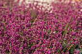 Erica cinerea 'Velvet Night'