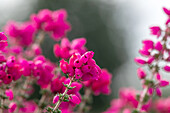 Erica cinerea 'Rote Rosita'