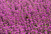 Schmetterling auf Heide