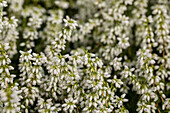 Erica cinerea, weiß