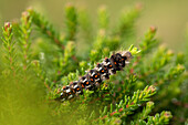 Caterpillar on heather