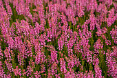 Erica spiculifolia