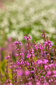 Erica cinerea, rosa