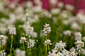 Erica spculifolia 'Raika Hachmann'