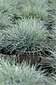 Festuca cinerea 'Glauca'