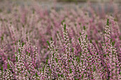 Calluna vulgaris 'Annabell'