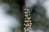 Calluna vulgaris 'Annabell'