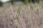 Calluna vulgaris 'Lisann'