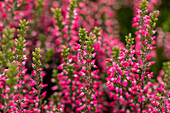 Calluna vulgaris 'Martina'