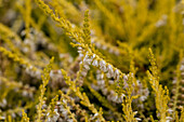Calluna vulgaris 'Gold Haze'