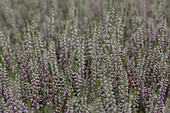 Calluna vulgaris 'Silver Knight'