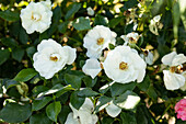 Bed rose, white