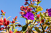 Tibouchina urvilleana