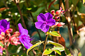 Tibouchina urvilleana