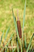 Typha angustifolia