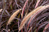 Pennisetum setaceum 'Rubrum'