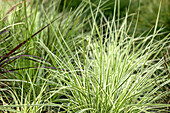 Carex morrowii