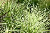 Carex morrowii ssp. foliosissima