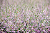 Calluna vulgaris 'Let it Bee'