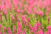 Erica spiculifolia 'Graf Dracula'