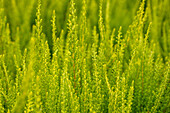 Calluna vulgaris Sunset Girls® 'Zeta'