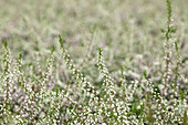 Calluna vulgaris 'County Wicklow'