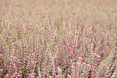 Calluna vulgaris 'Jana'