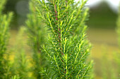 Erica arborea