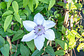 Clematis 'Justa'