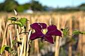 Clematis, rot